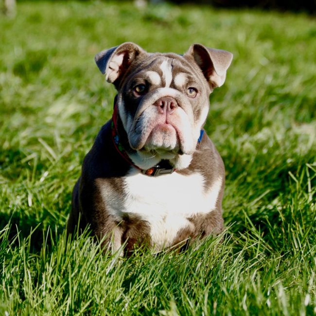 exotic bulldog house