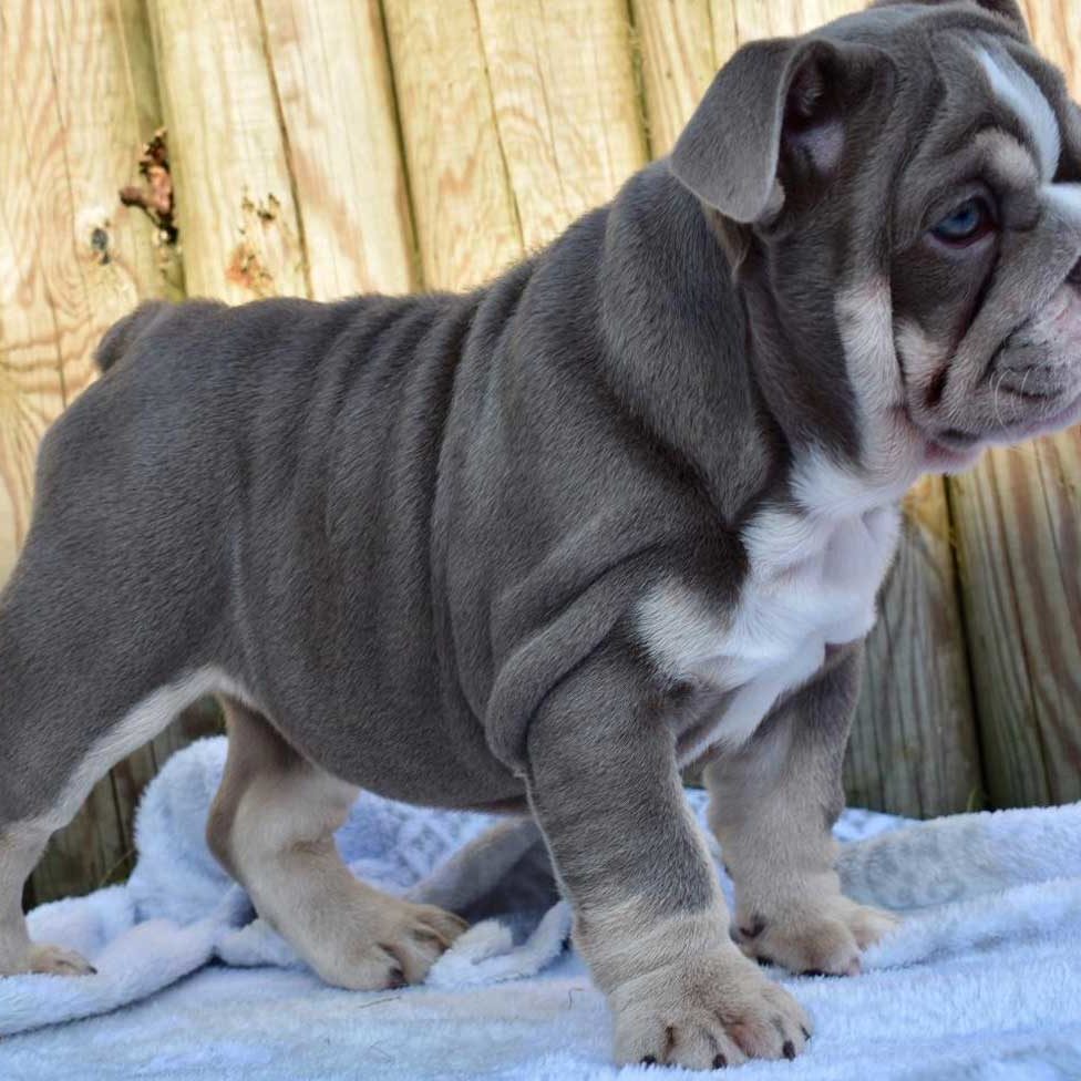 cuccioli di bulldog inglesi