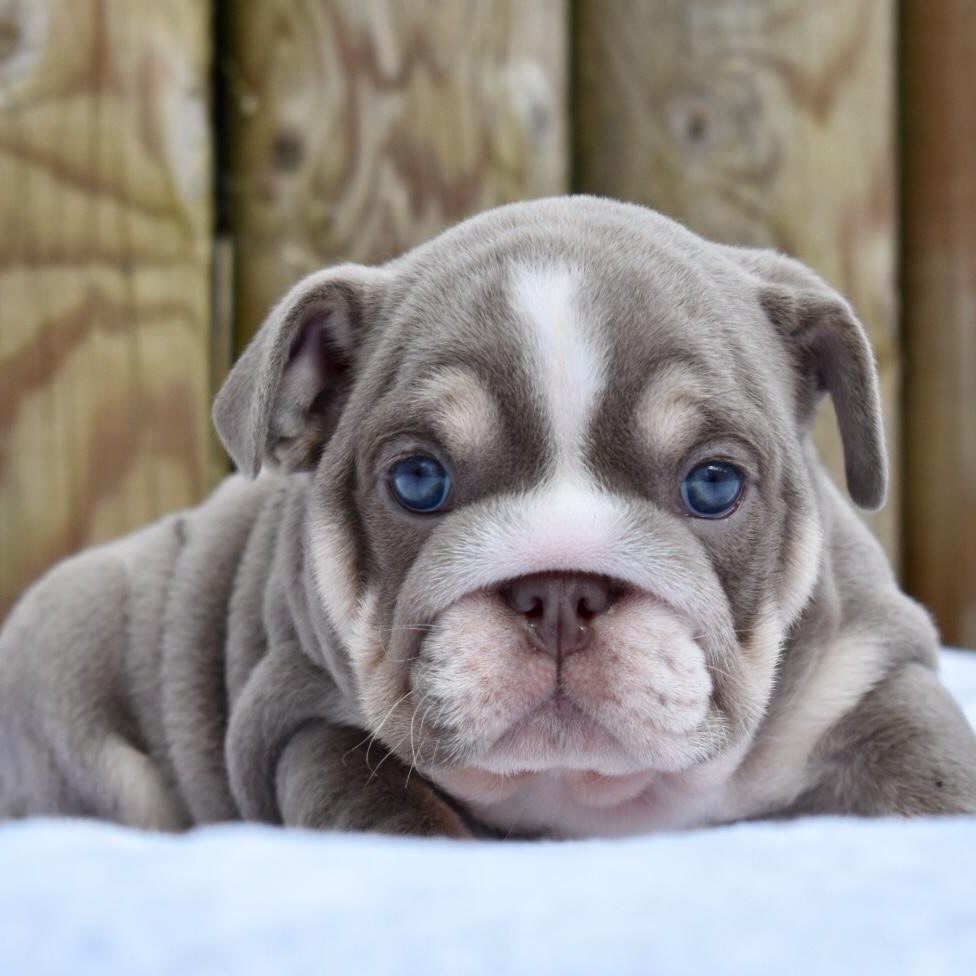 cucciolo di bulldog inglesi