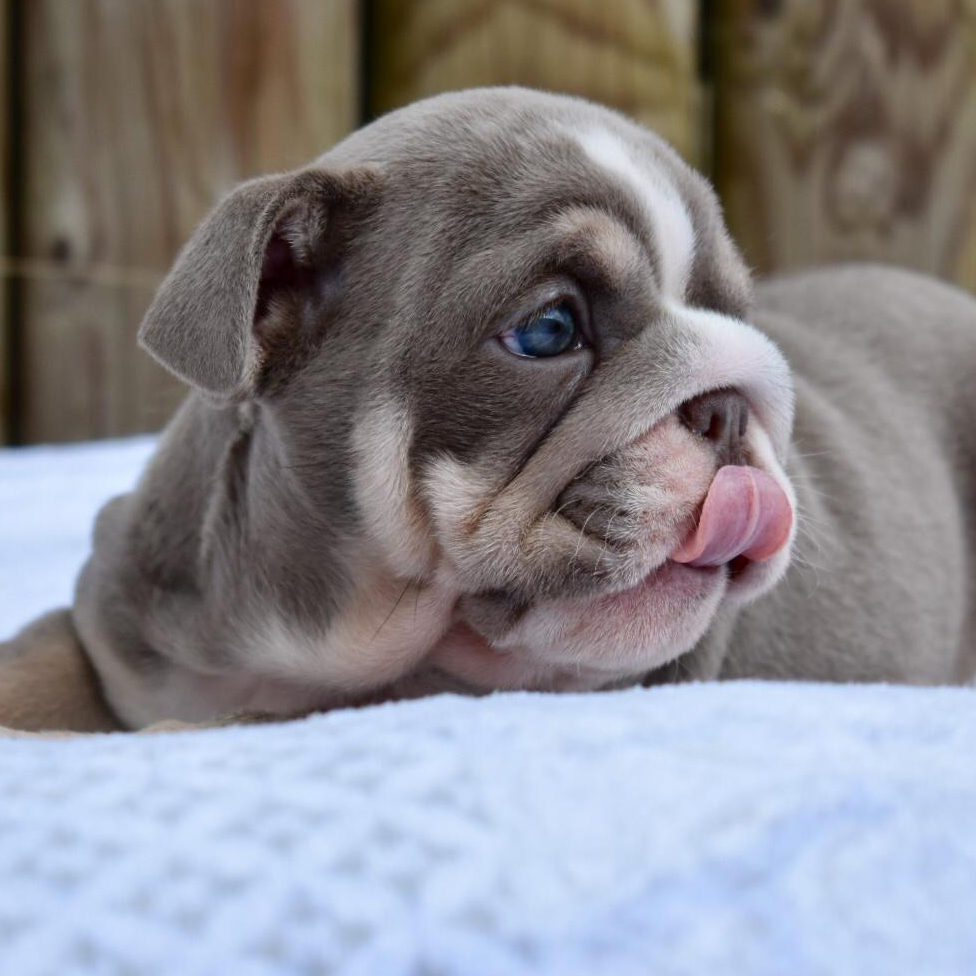 cucciolo di english bulldog
