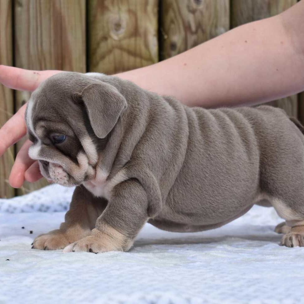 exotic bulldog puppies