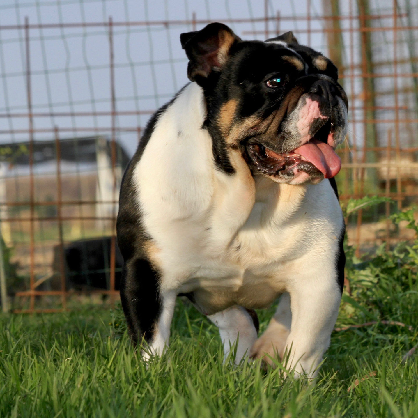 bulldog