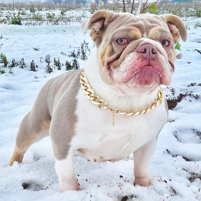 bulldog inglese esotico