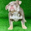 cuccioli english bulldog