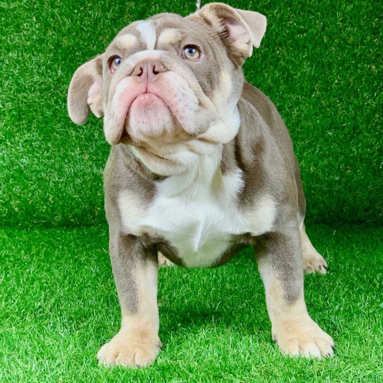 cuccioli english bulldog