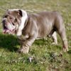 exotic bulldog