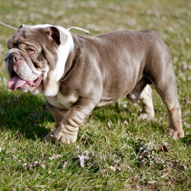 exotic bulldog